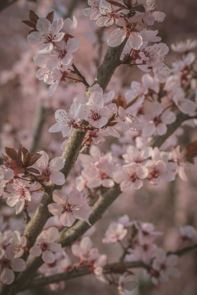 Close-up shot of blooming cherry blossoms on a branch, capturing the essence of spring.